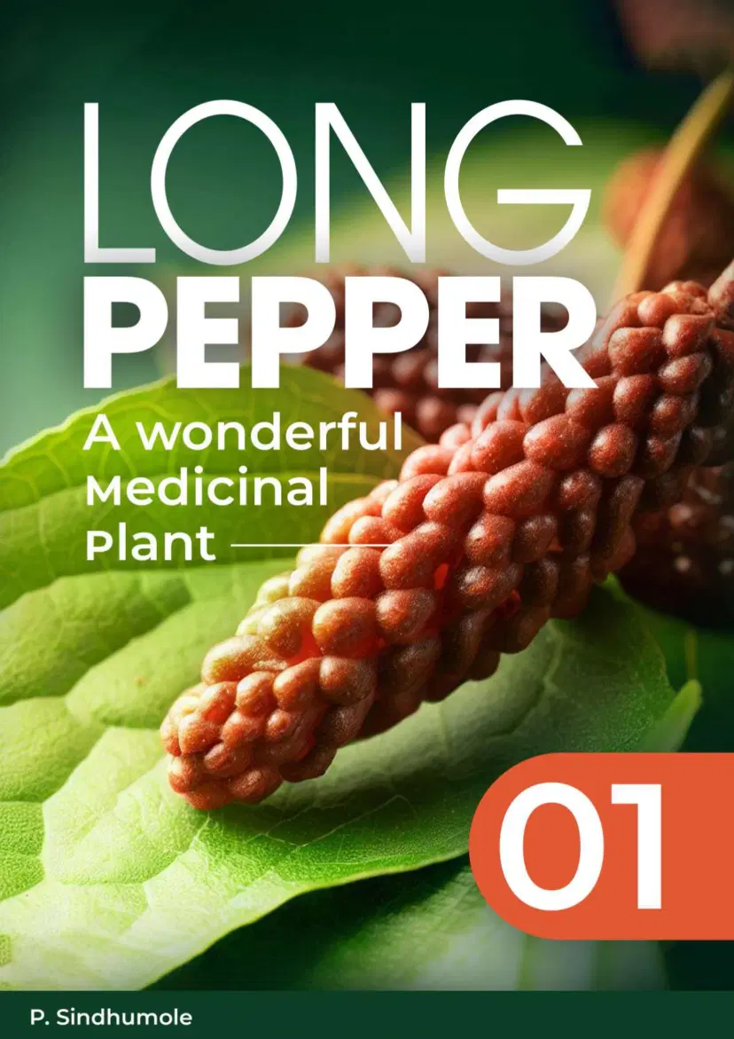 Long pepper — A wonderful medicinal plant 