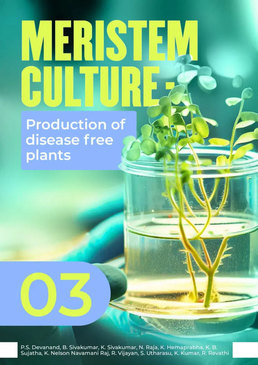 Meristem culture — Production of diseases free plants 